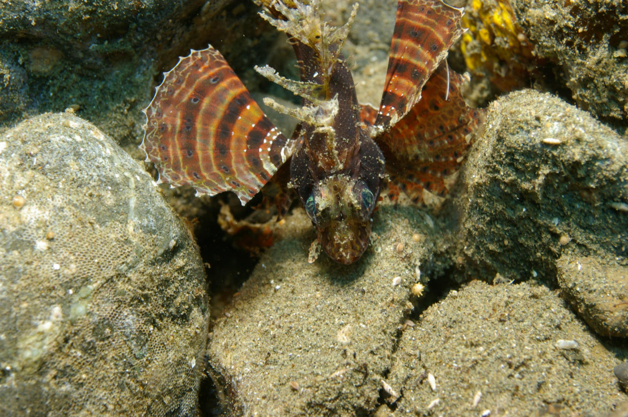 Dendrochirus brachypterus (Pesce leone a pinne corte)